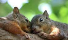 我家的松鼠