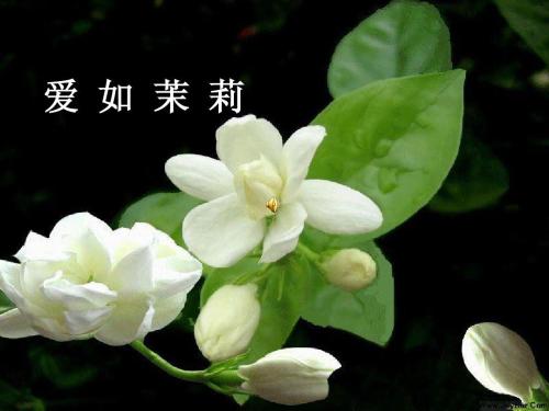 茉莉花的爱