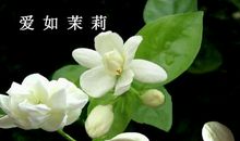 茉莉般的爱