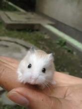 我要养一只仓鼠