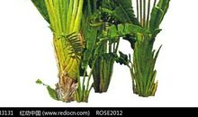 芭蕉树珍藏在我的记忆中