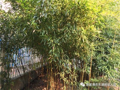 学校竹林