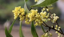 错过那次桂花情