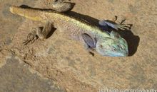 琴韵书香夜未央