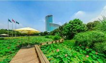 为世界美好的明天栽下绿色的希望