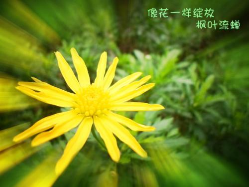 像花一样生长和绽放
