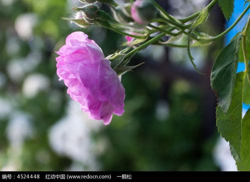 一朵玫瑰花