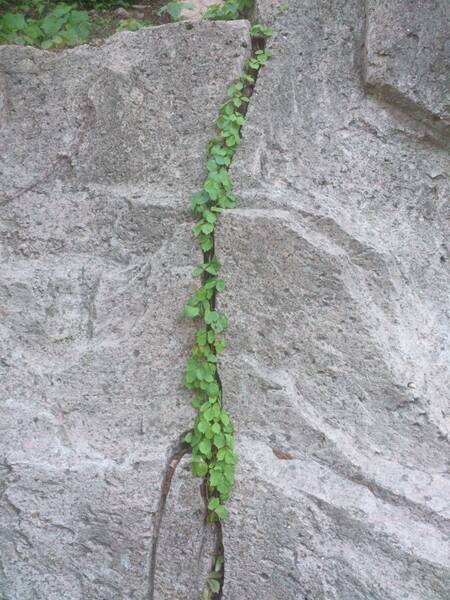 裂缝中的草