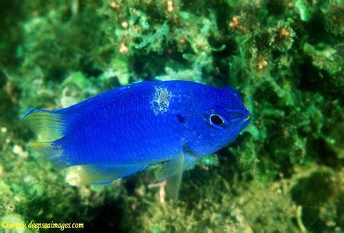 黄尾蓝魔鬼鱼