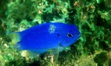 黄尾蓝魔鱼