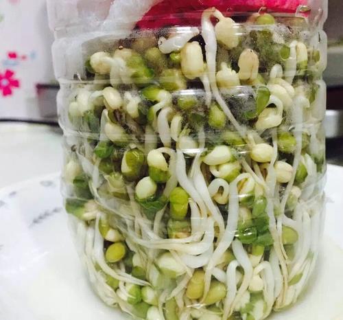 自发的绿豆芽