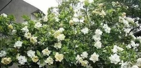 那优雅的香气