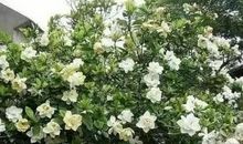 那抹淡雅的清香