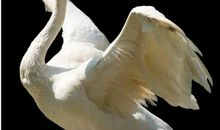 展翅欲飞是一种美丽的痛