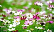 来自春天的幸福