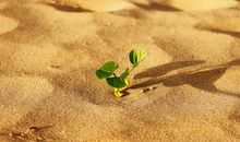 沙漠中的一抹绿