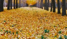 银杏林里的秋天