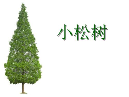 一棵小松树的机会