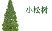 一棵小松树的际遇