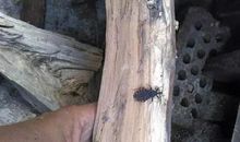 这段木里一定有虫