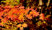 写在枫叶上的童话