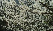 春风，春雨汇春景