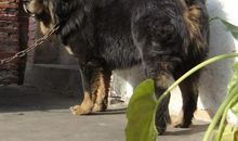 读《最后的獒王》有感