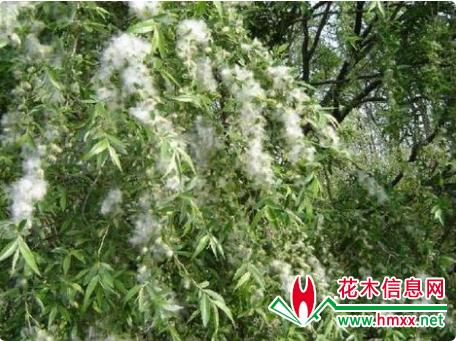 柳絮在飞来飞去