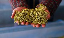 校园的那抹清香