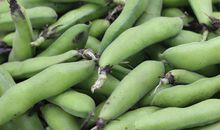 我和豌豆一般大