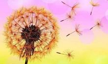 我喜欢的蒲公英