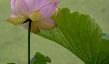 生命的精彩在于绽放