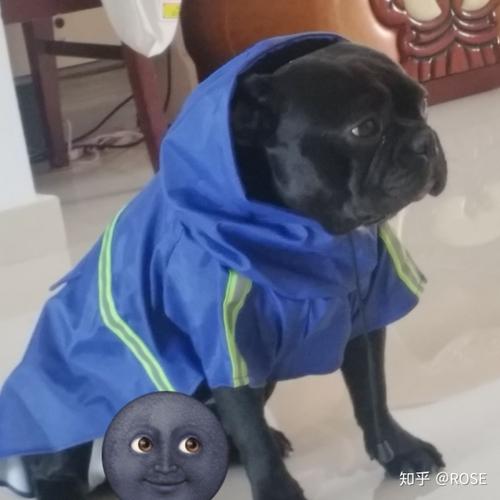 难忘的第一次碰狗