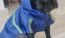 难忘的第一次摸狗