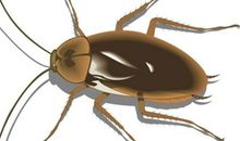 我竟然变成了一只蟑螂