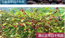 描写桑树的作文