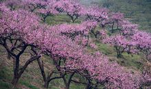 源东桃花美如画