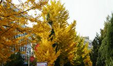 留在银杏树上的记忆