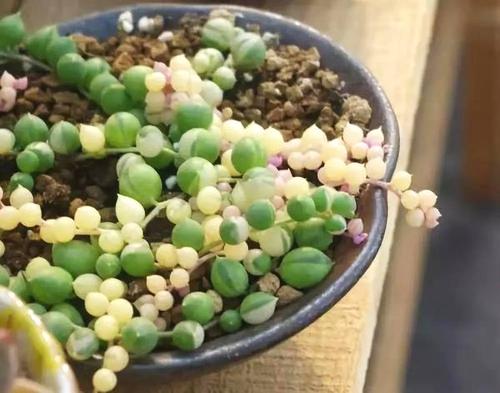 种植多肉植物