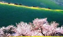 春天最美的季节