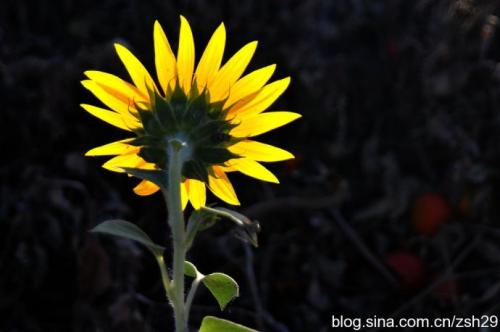 向日葵不相信眼泪