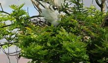 春天的白羽公园