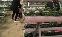 水果农场奇遇记