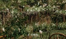 我真想为你造一片森林