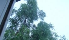 窗外的那棵树