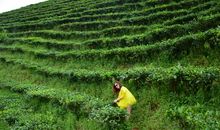 为“大自然”停步