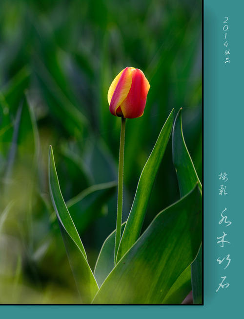 花开的那天
