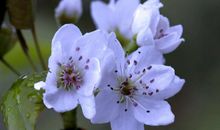 又是一年梨花开