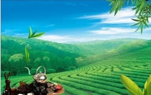 我发现了茶的秘密