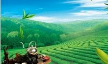 我发现茶叶的秘密